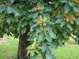 Madhuca_indica,I_PAO1057.jpg