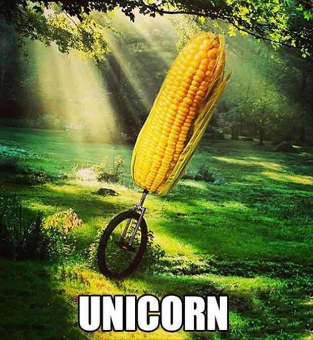 unicorn-funny-pictures.jpg