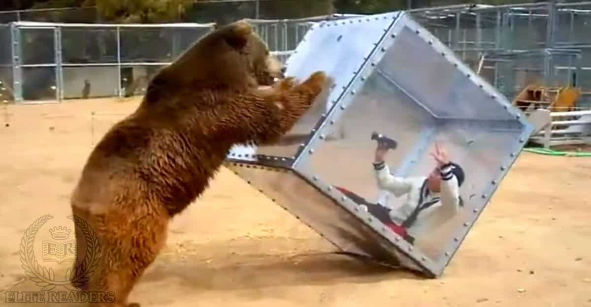grizzly-bear-japanese-game-show.jpg