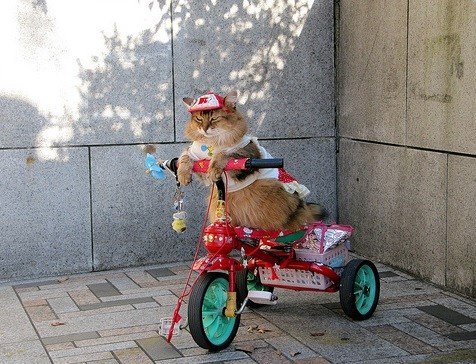 Cats-on-Bikes-6.jpg
