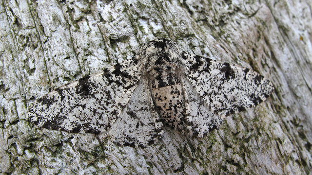 peppered-moth.jpg