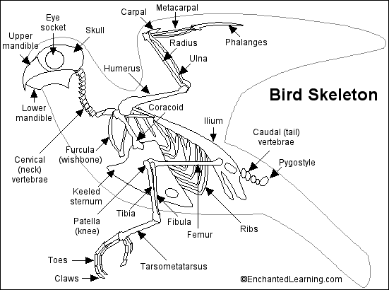 Birdskel_bw.GIF