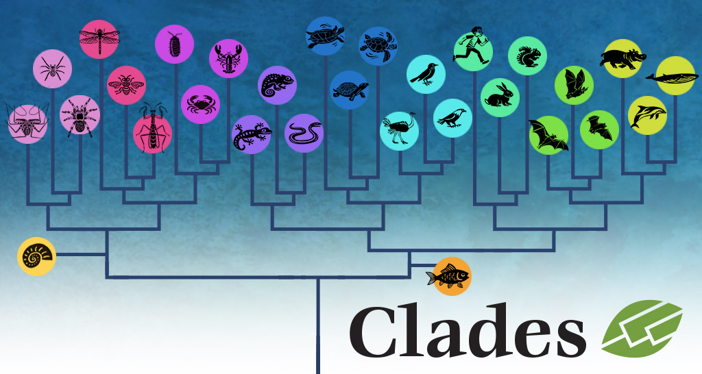 cladesCladogram.jpg