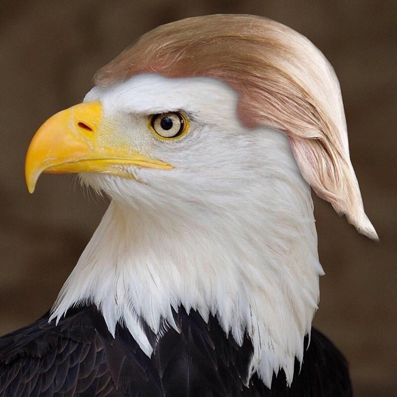 trump-eagle.jpg