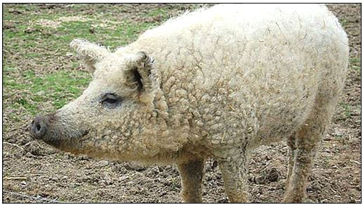 sheep-pig-bbc-517-292-58.jpg