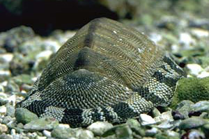 chiton_front.jpg