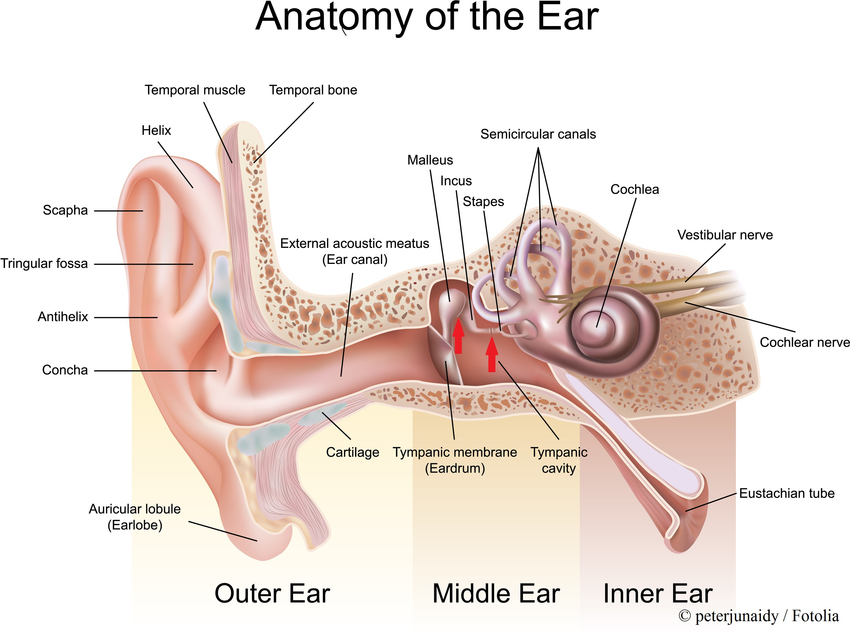 ear-anatomy.png