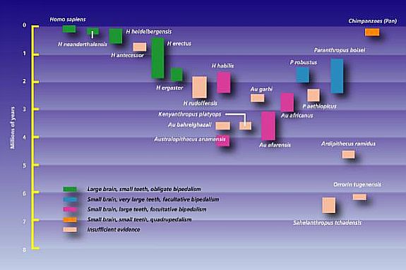human-evolution-timeline-chart-toorg.jpg