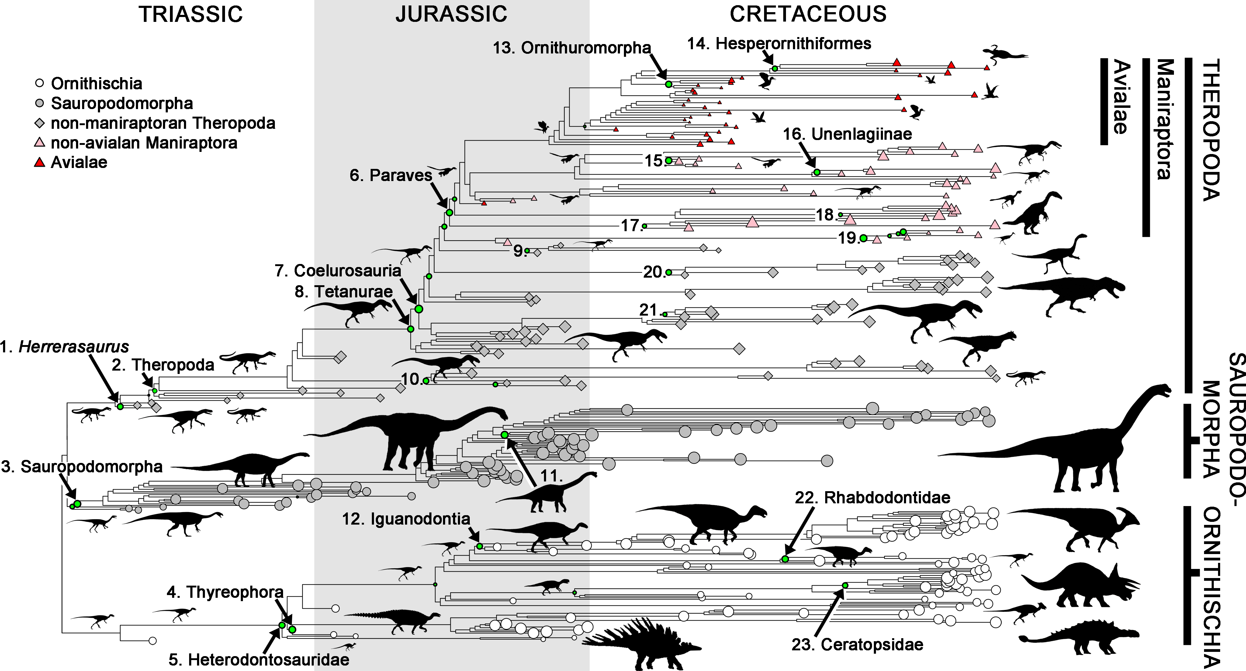 Dinosaur%20phylogeny%20showing%20nodes%20with%20exceptional%20rates%20of%20body%20size%20evolution.png