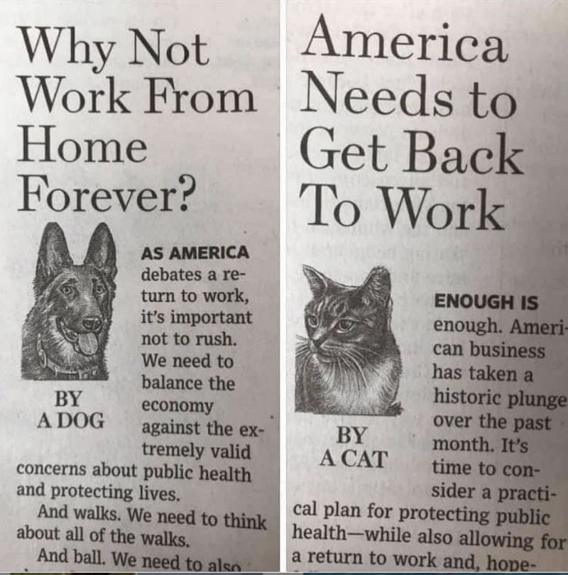 dog-vs-cat-work-from-home-opinions-meme.jpg