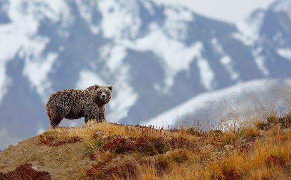 brown_bear_photo_animal_picture_national.jpg