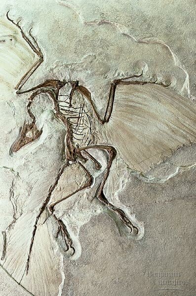 ArchaeopteryxFossil.jpg