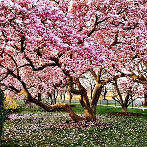 magnolia-tree-in-bloom-300x300.jpg