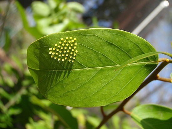 Butterfly%20eggs%202.jpg