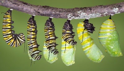 Caterpillar%20going%20into%20the%20chrysalis.jpg