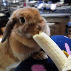 04-funny-animal-gifs-110-bunny-eating-banana.gif