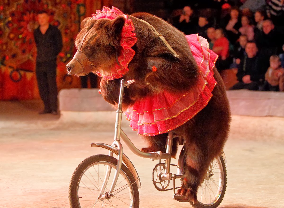 bear+riding+bike4.jpg