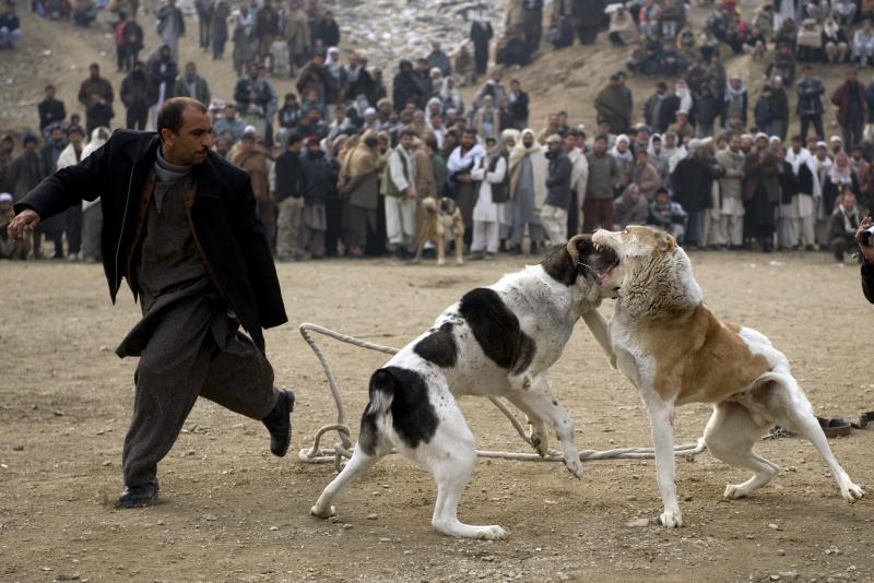 afghan-dog.jpg