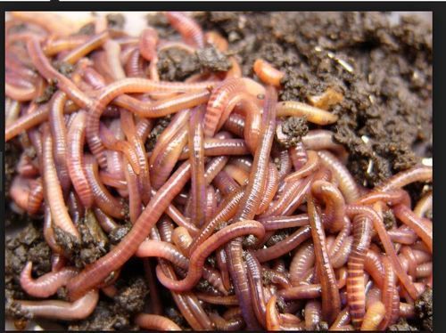 live-earthworms-500x500.jpg