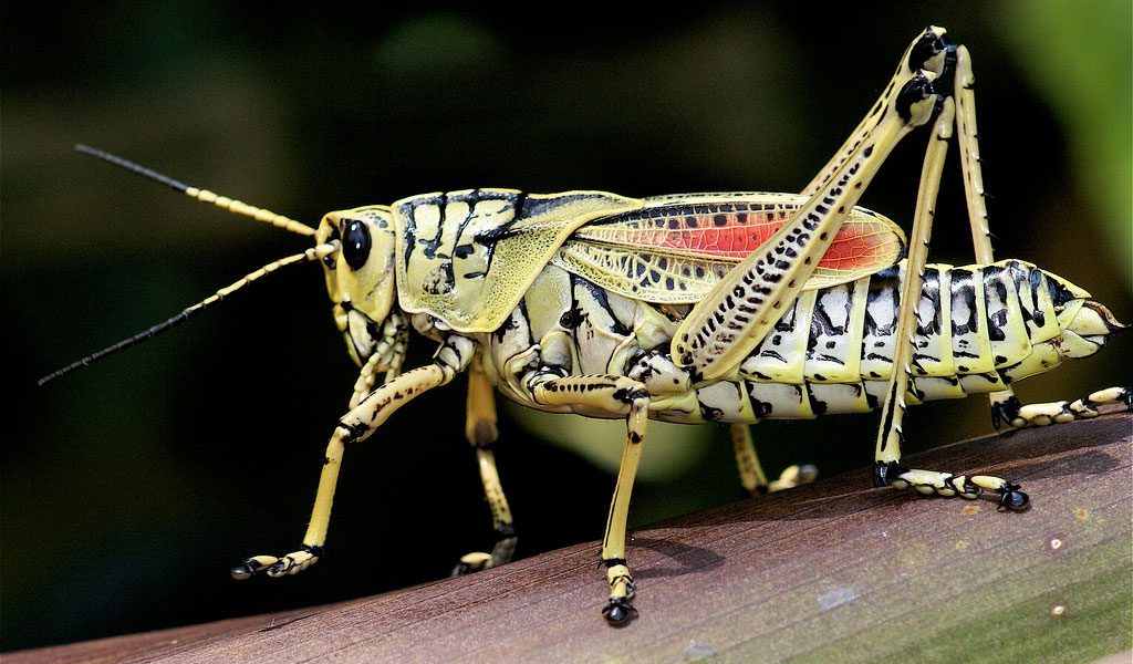 grasshopper1-1.jpg