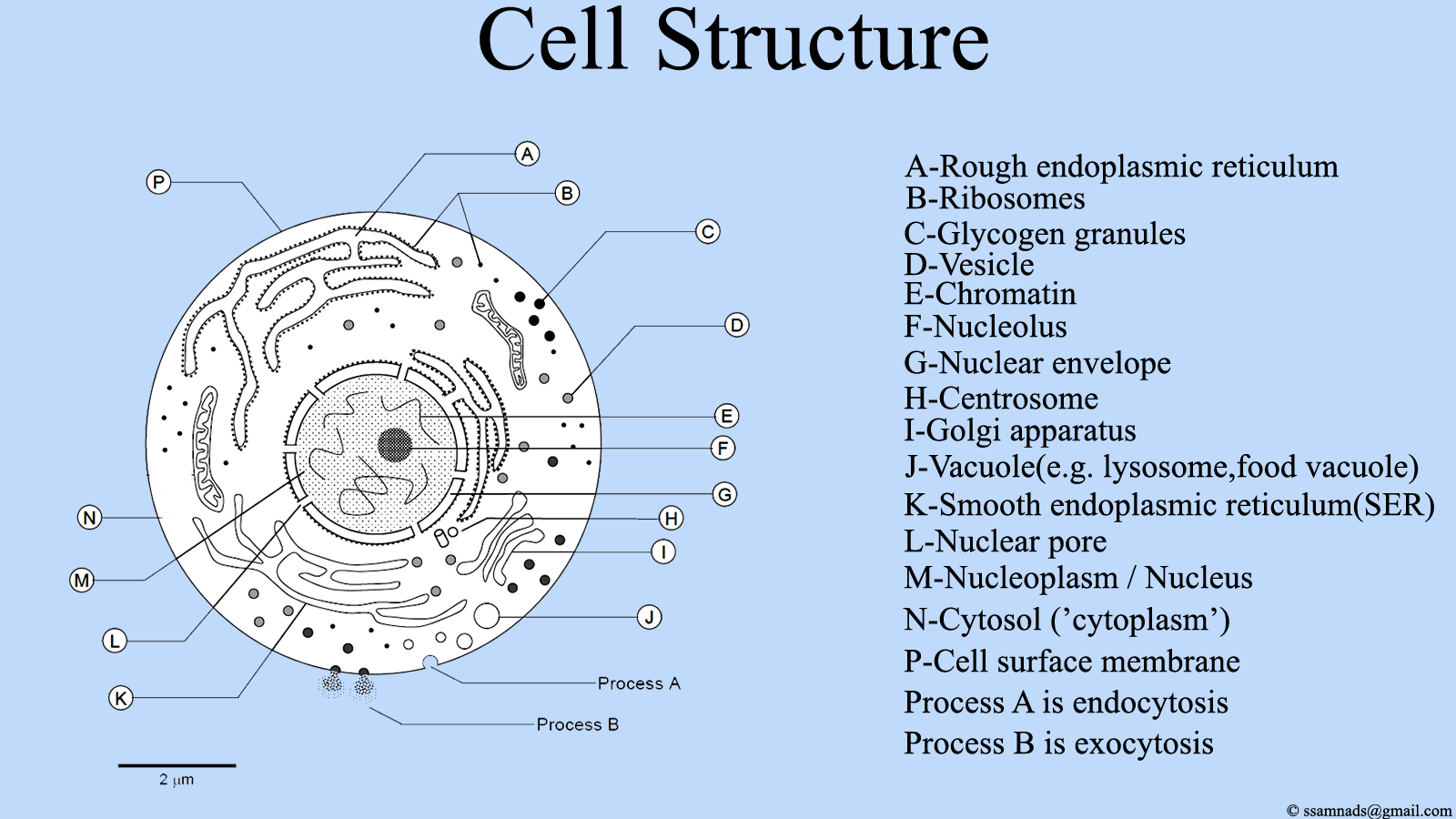 cell_structure__cell_diagram.png