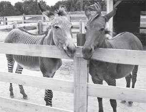 zonkey-zorse.jpg