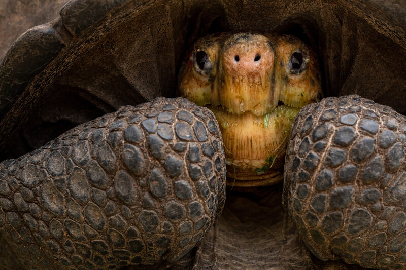 webimage-Rediscovered-Fernandina-Giant-Tortoise.jpg