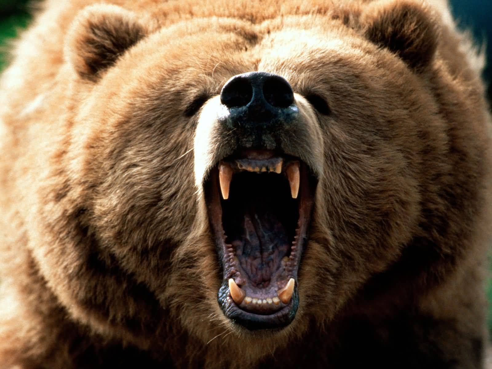 most-dangerous-bear-grizzly.jpg