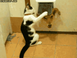 cat_vs_dog_gif1.gif