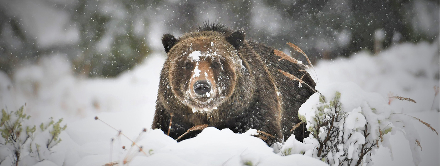 Grizzly-in-Snow.jpg