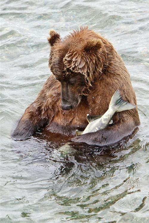 bear-sleeping-with-a-fish.jpg