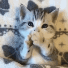 cute-cat-kitten-bite.gif