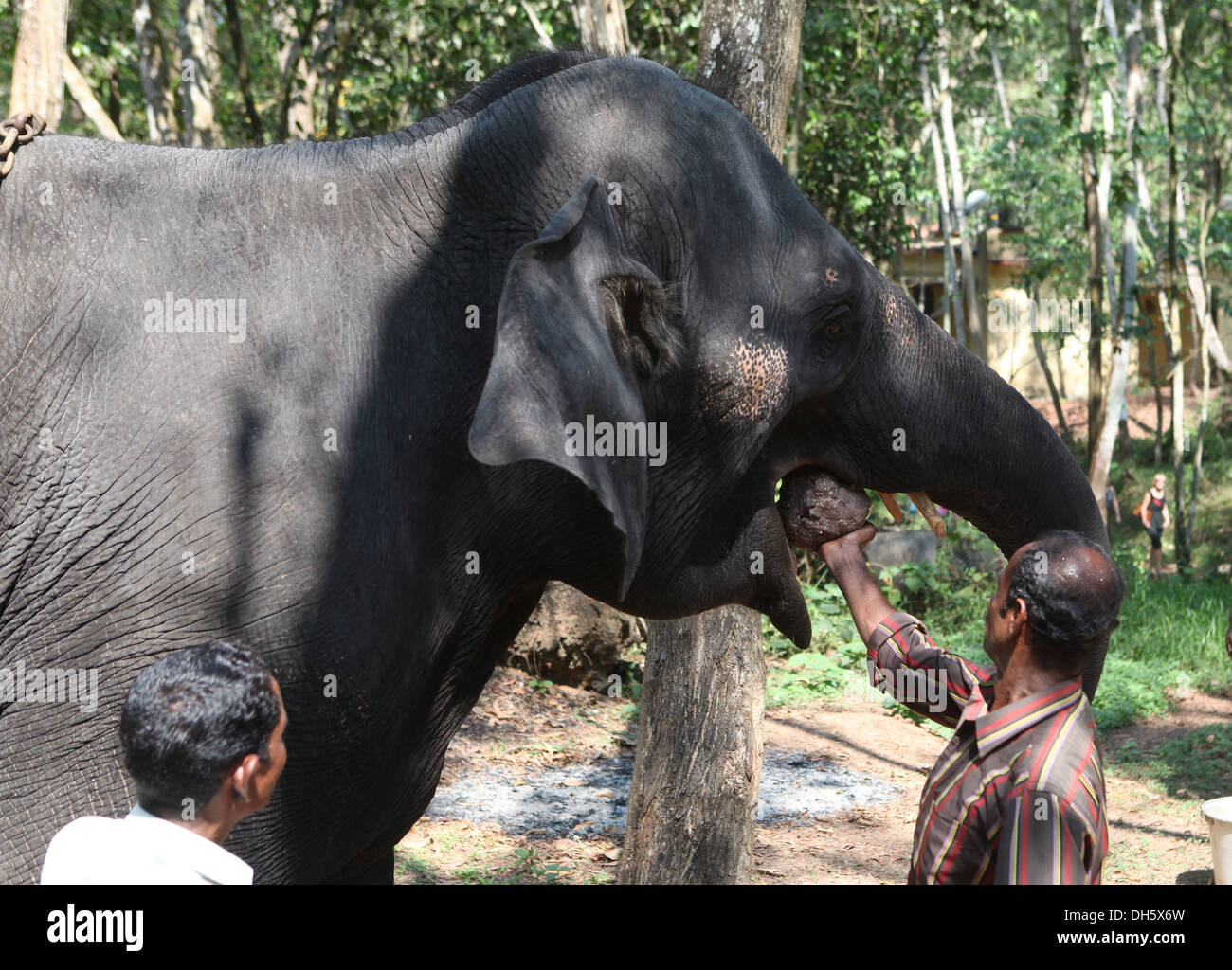 mahout-feeding-an-asian-elephant-elephas-maximus-kappukadu-elephant-DH5X6W.jpg