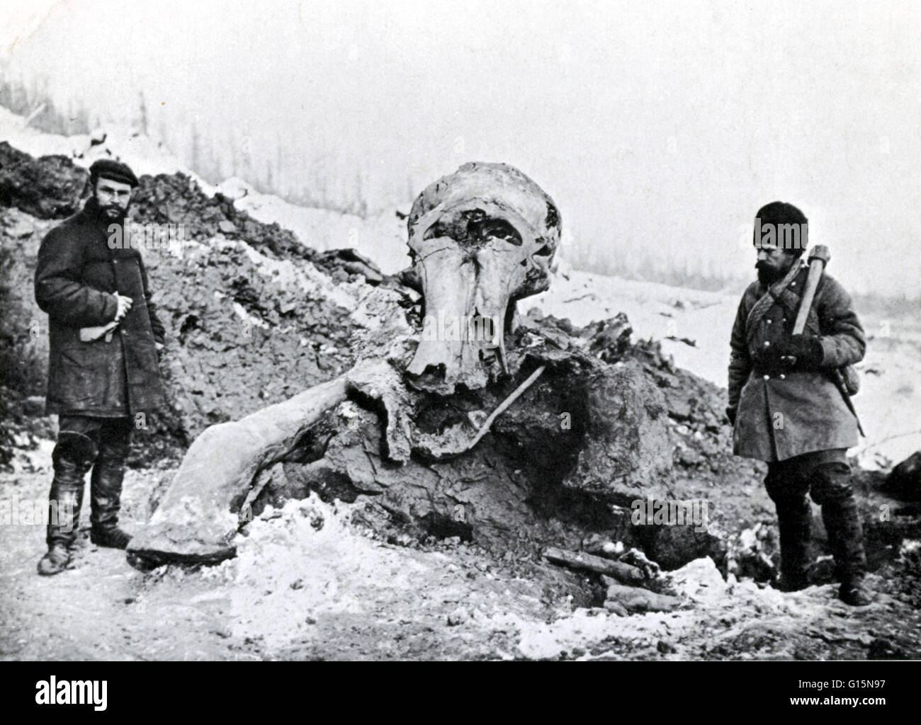 when-the-berezovka-mammoth-was-discovered-sticking-out-of-a-river-G15N97.jpg