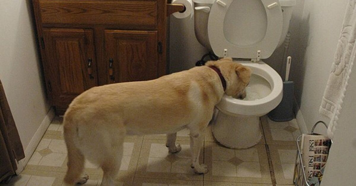 how-to-stop-your-dog-drinking-from-the-toilet.jpg