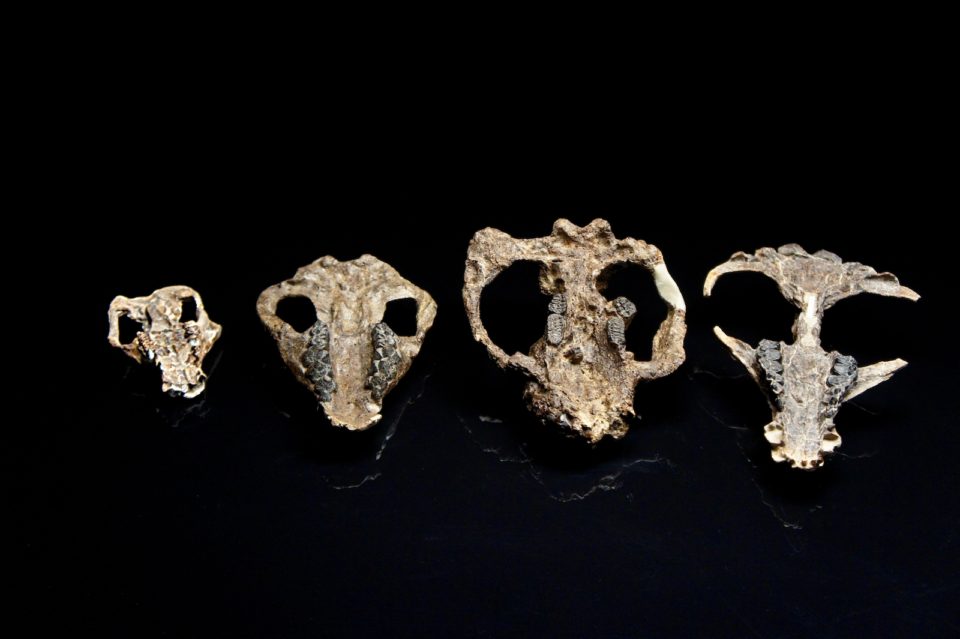 mammal-corral-bluffs-skulls_HHMI-Tangled-Bank-Studios-960x639.jpg
