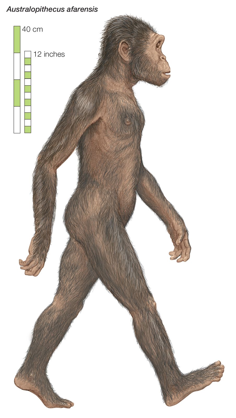Australopithecus-afarensis-rendering-Artist.jpg
