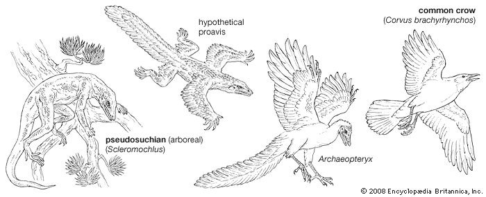 stages-evolution-birds.jpg