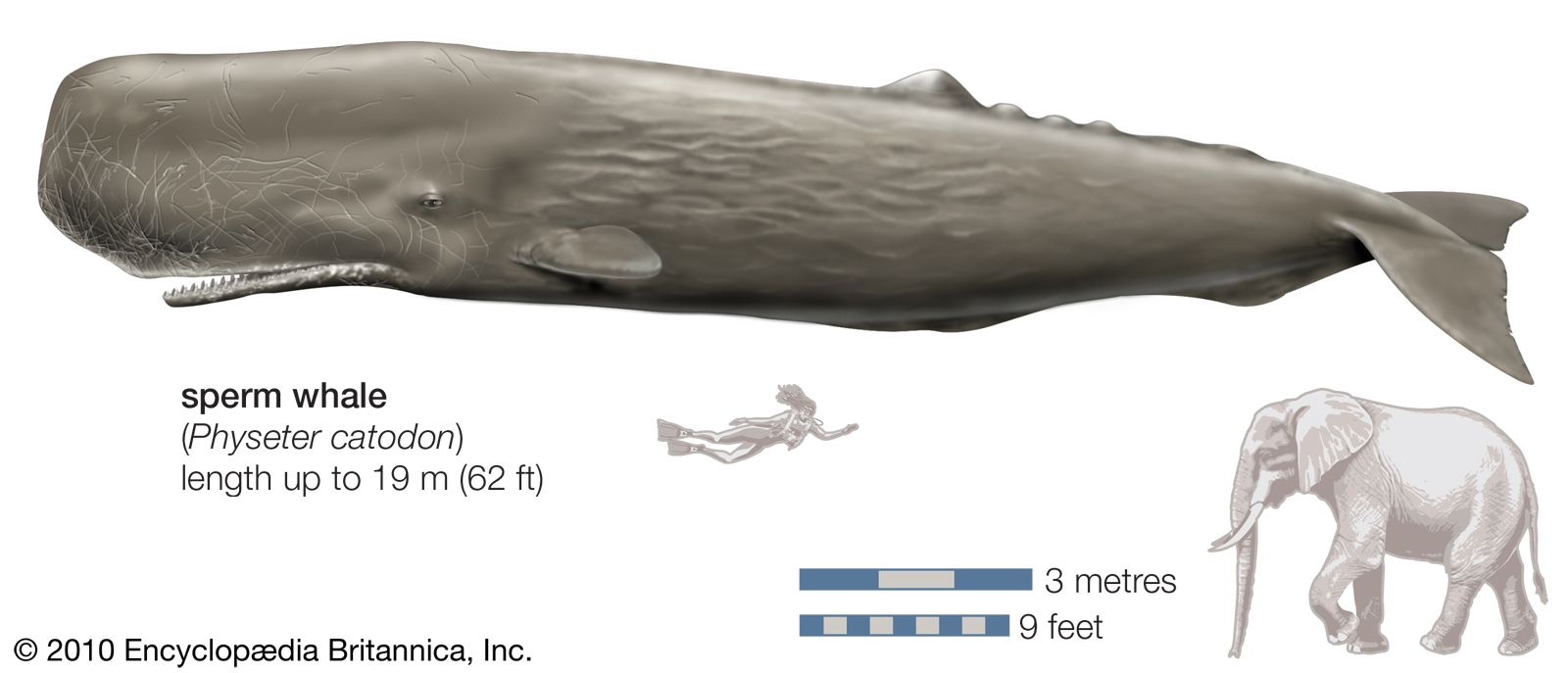 Sperm-whale.jpg