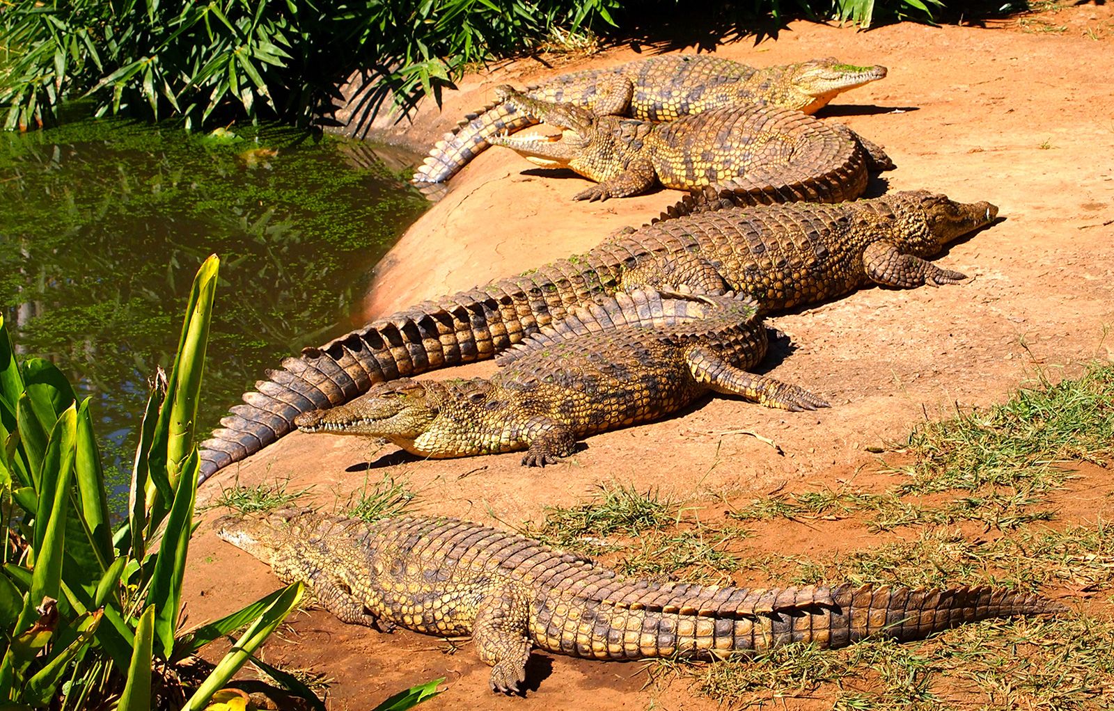 crocodiles-thermoreceptors-Reptiles-changes-body-environment-Information.jpg