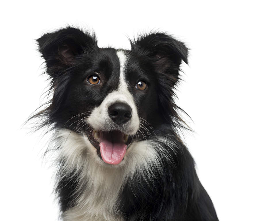 Dog-Border_Collie-A_close_up_of_a_Border_Collie's_characteristic_sharp_ears.jpg