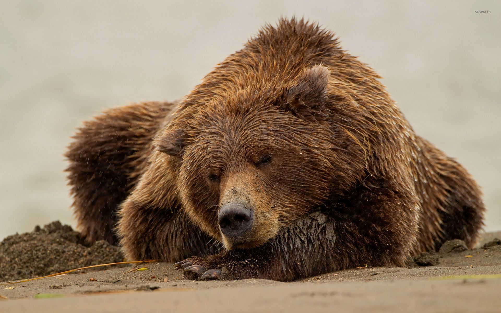 brown-bear-sleeping-on-wet-sand-52772-1920x1200.jpg