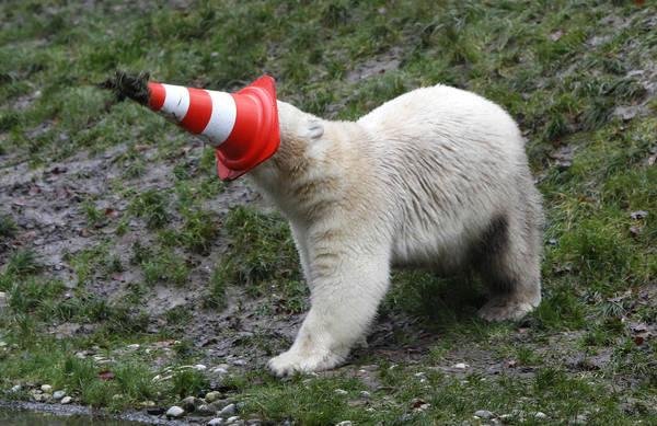 Polar-bear-dons-traffic-cone-hat-for-first-birthday.jpg