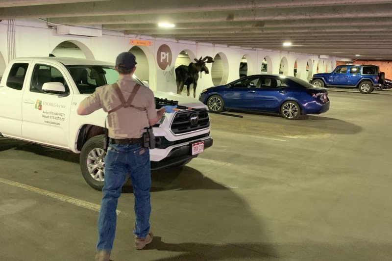 Bull-moose-removed-from-Colorado-parking-garage.jpg