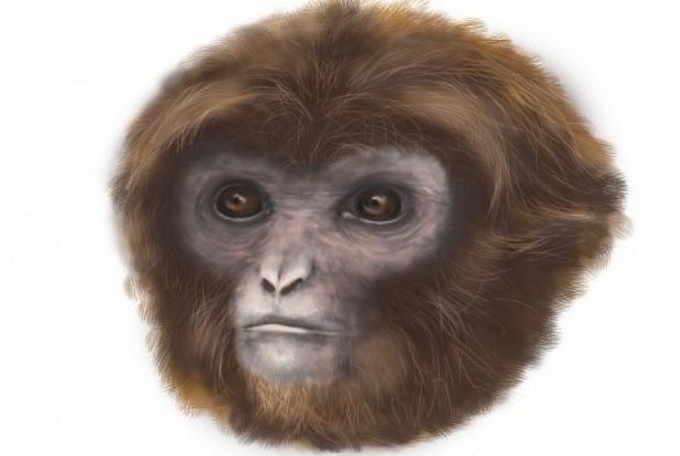 Newly-discovered-fossil-could-be-apes-common-ancestor.jpg