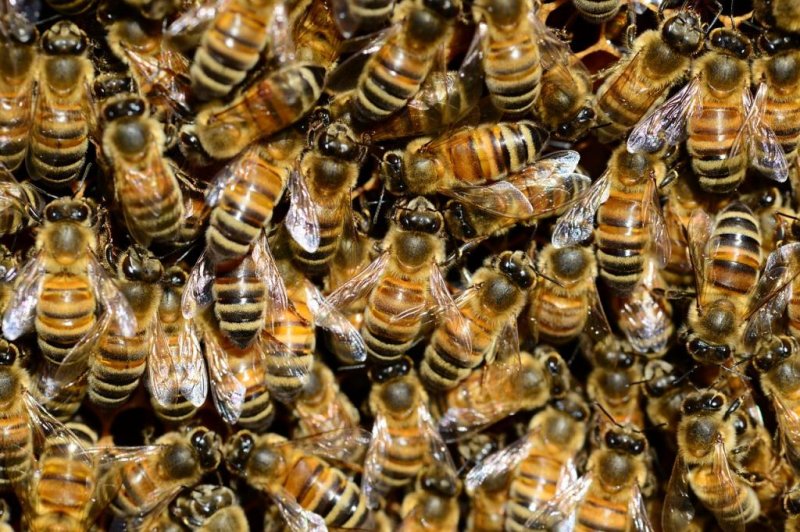 450000-bees-removed-from-inside-walls-of-Pennsylvania-home.jpg