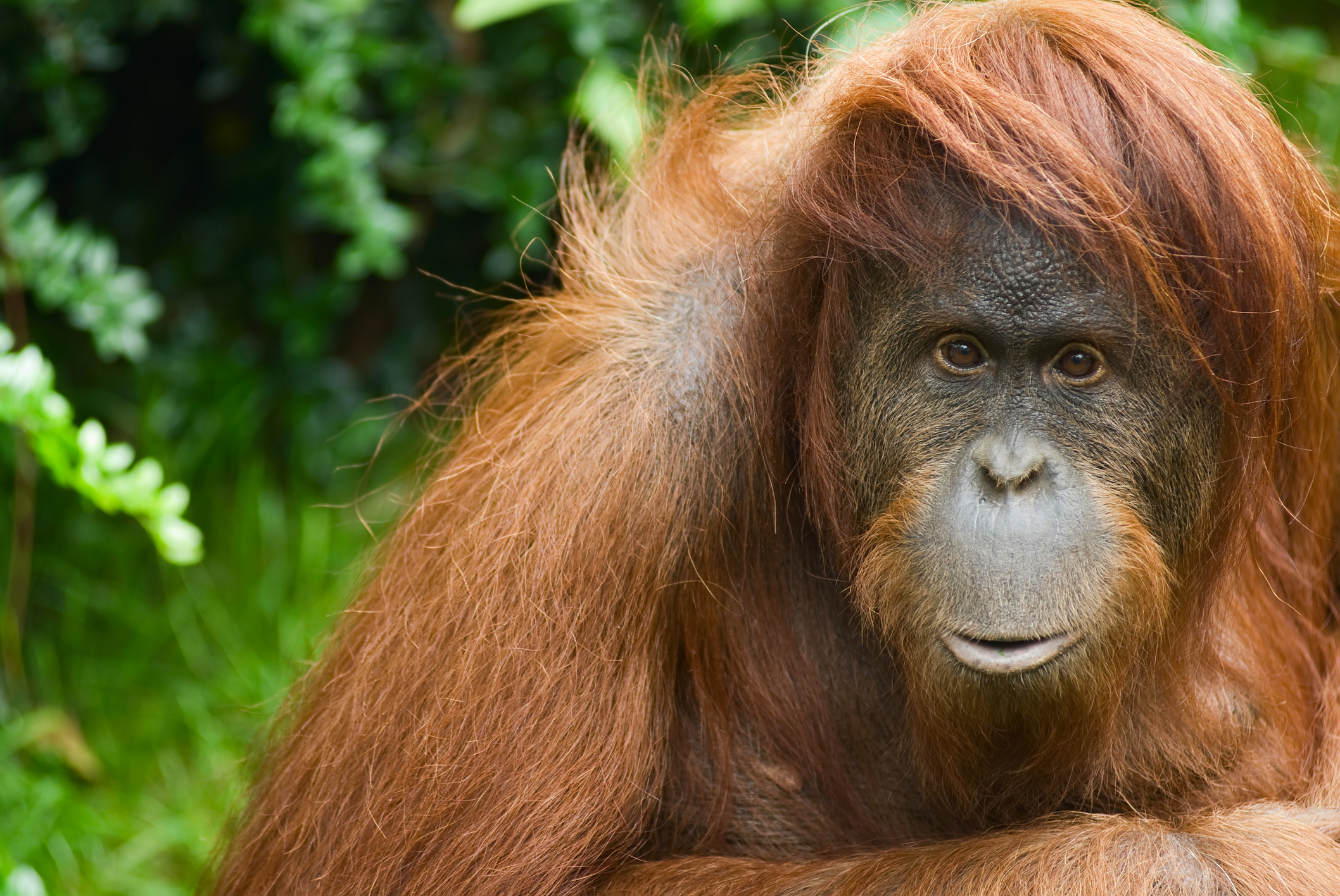 sumatran-orangutan.jpg