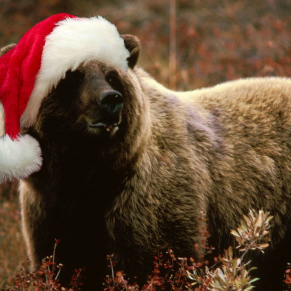 bear-xmas-wide.jpg