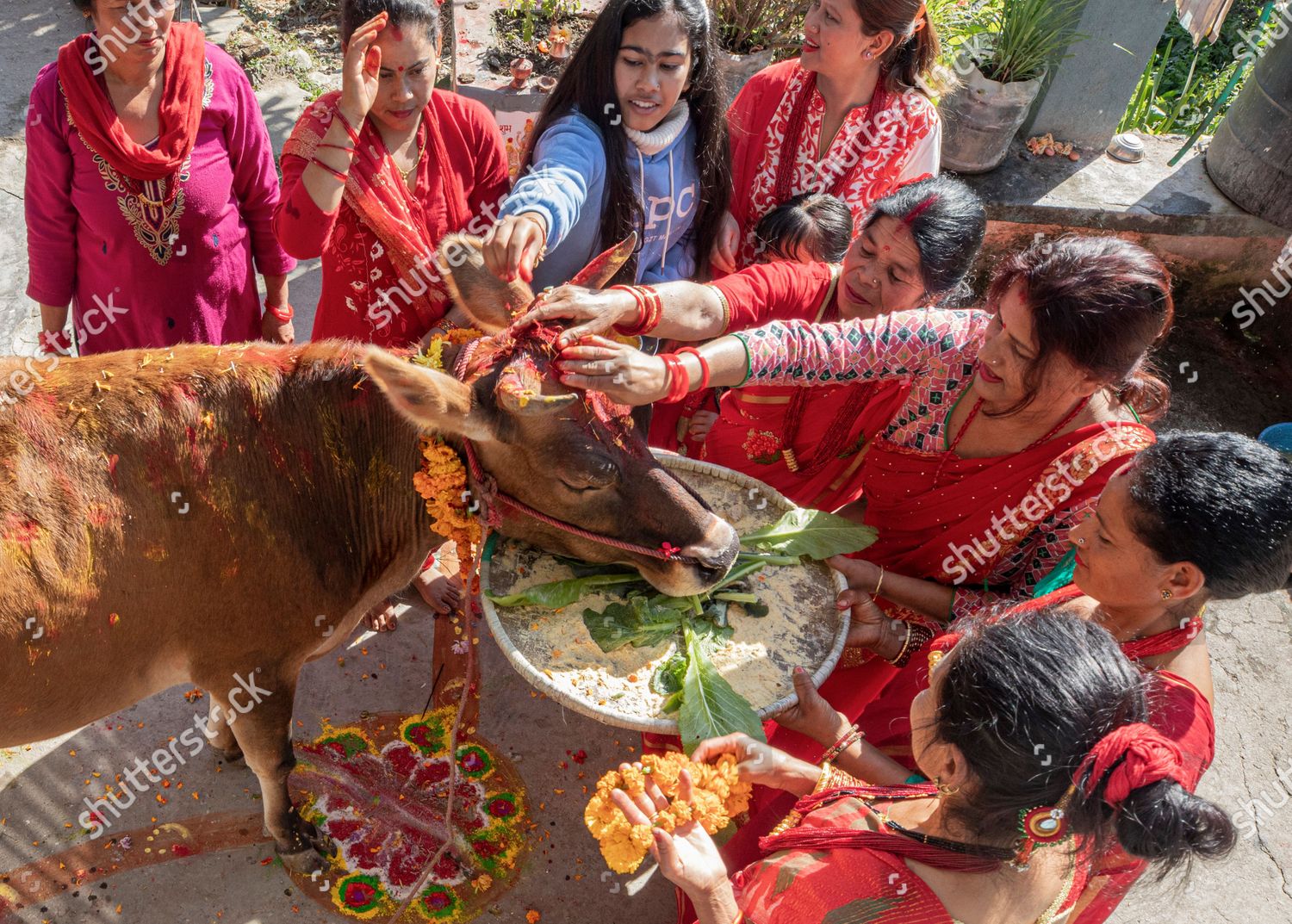 cow-worship-day-in-nepal-kathmandu-shutterstock-editorial-11016693c.jpg