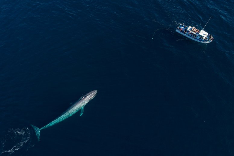 blue-whale-boats.jpg